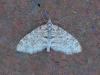 357940 – Photo : Georges Vermelle – France (62)